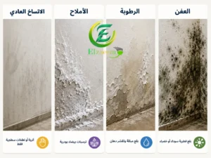 تنظيف العفن